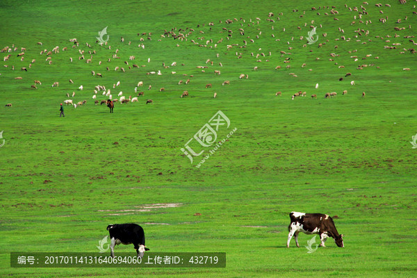 草原牧场奶牛