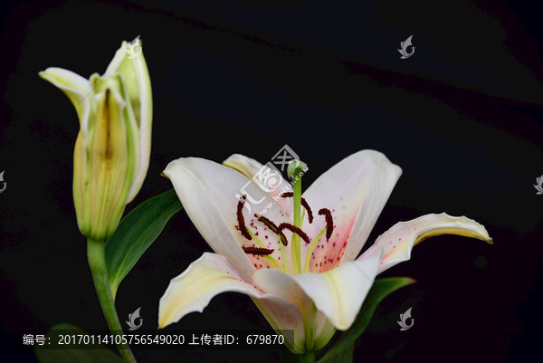 百合花