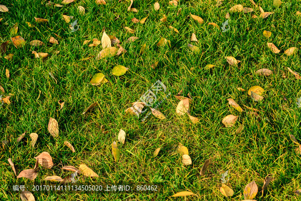 草地上的落叶,绿草植物,草