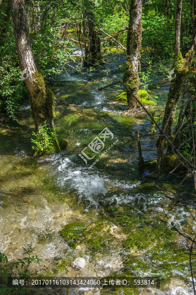 九寨沟森林湿地林间小溪河流