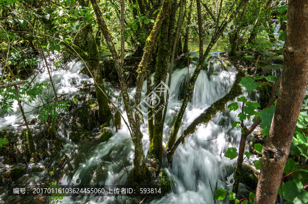 九寨溝森林濕地林間小溪河流