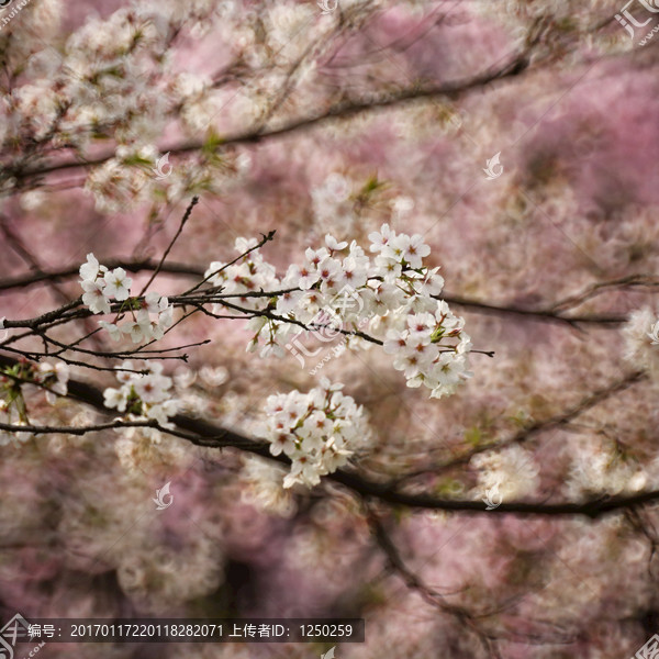 樱花