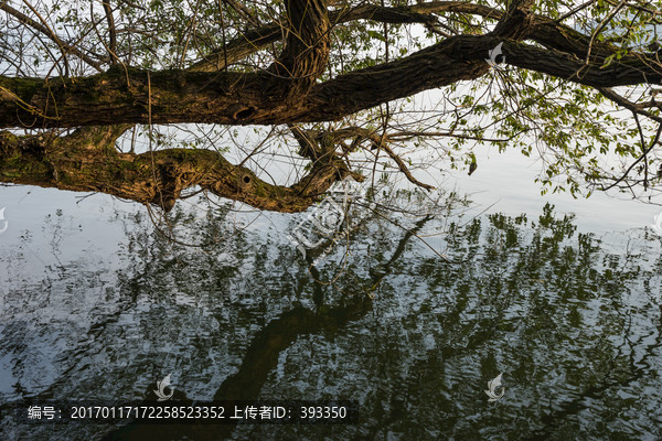 湖边大树,盘根错节