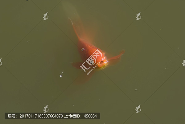 红锦鲤鱼