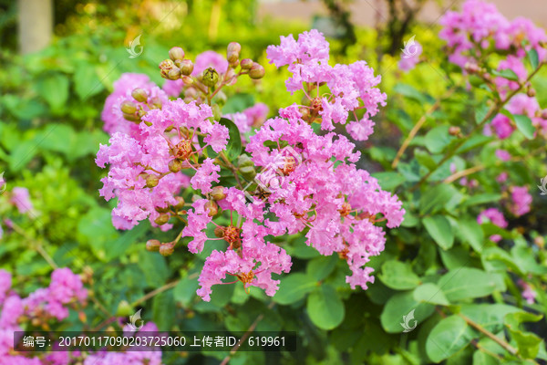 百日红紫薇花