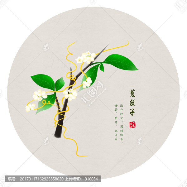菟絲子,手繪菟絲子