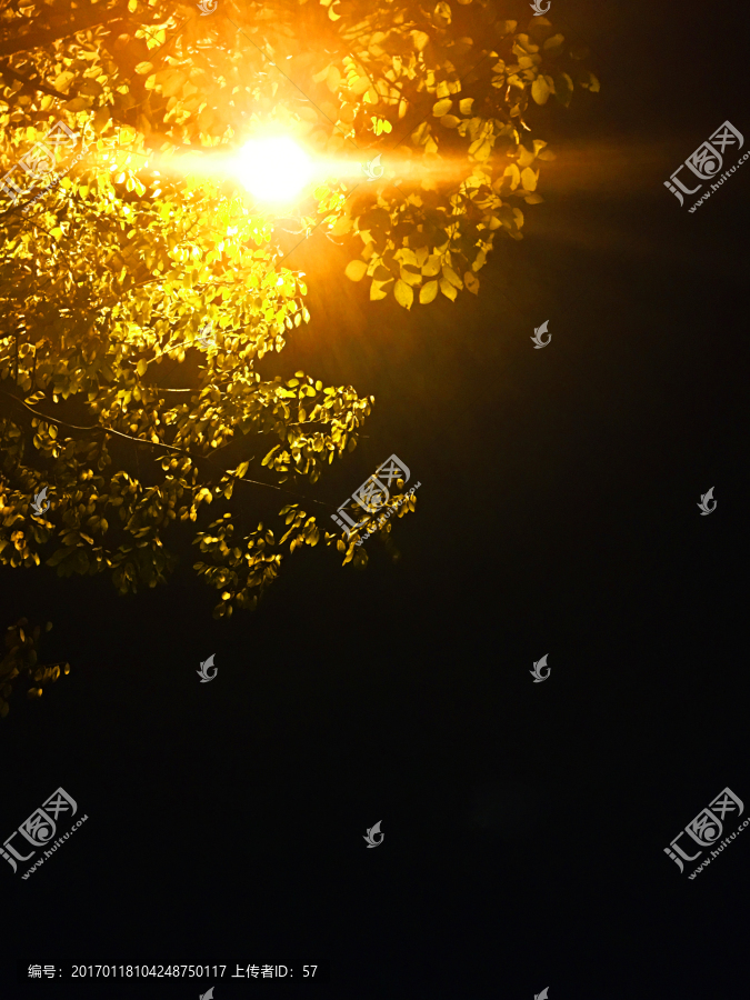 灯光下的树叶