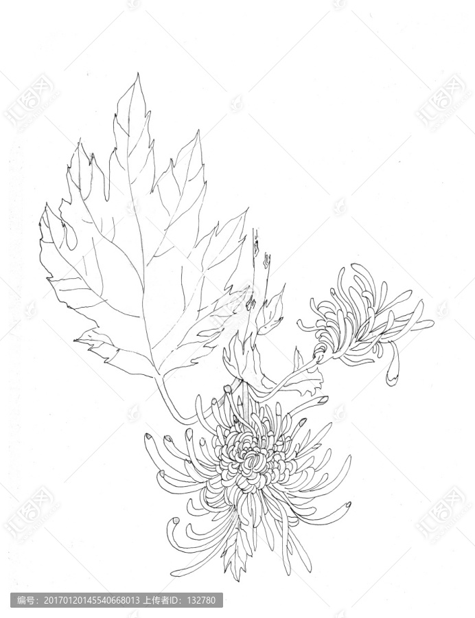 菊花