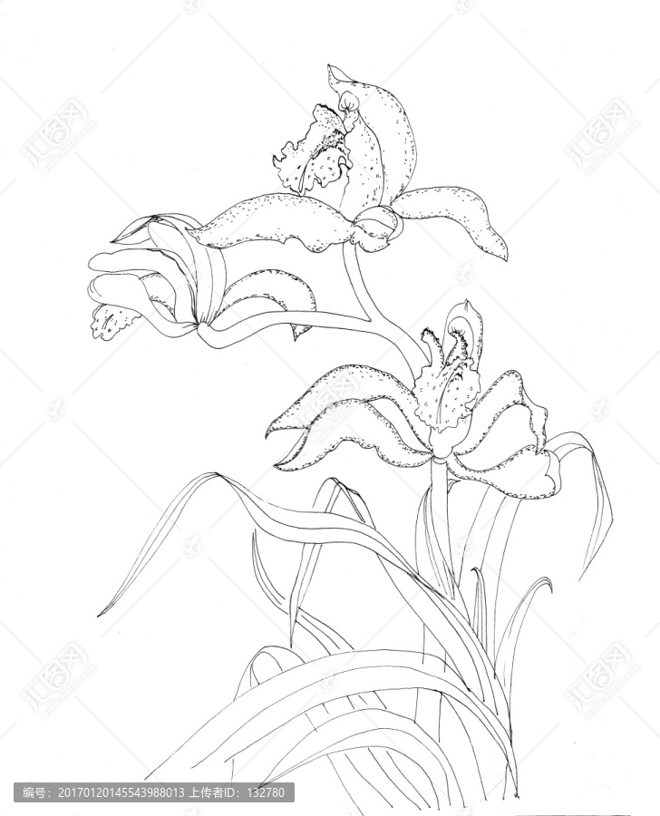 蘭花