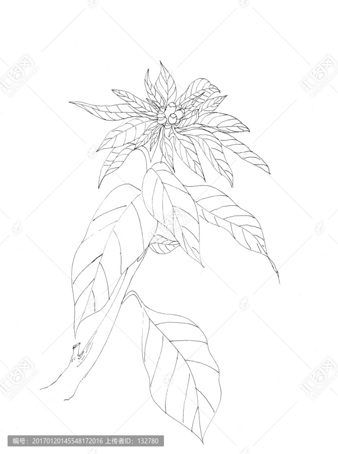 圣誕花