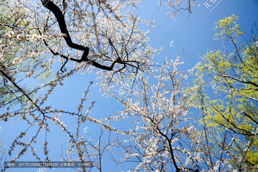 蓝天下满树桃花开