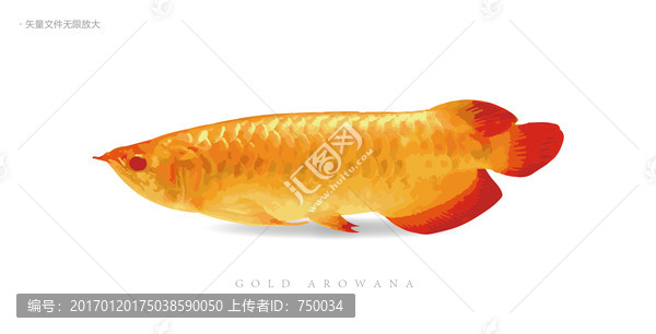 金龍魚