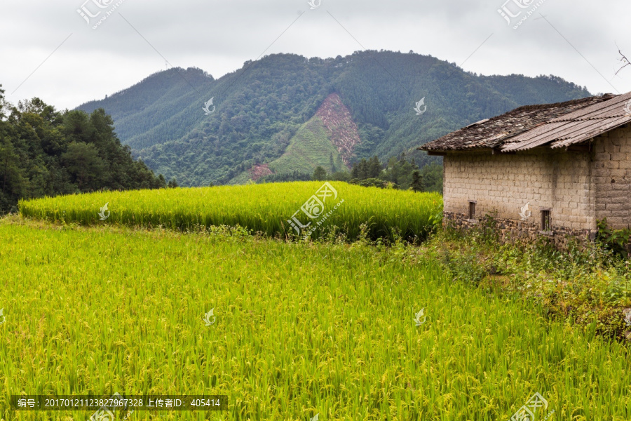 梯田,田园风光