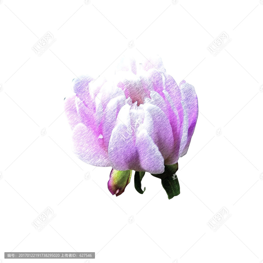 嬌艷的花彩墨