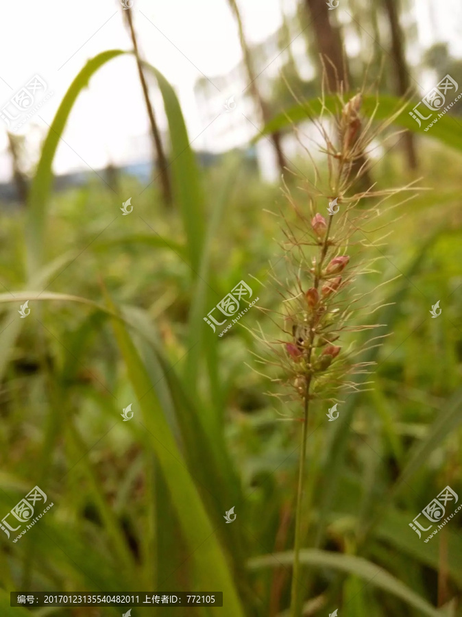 花草