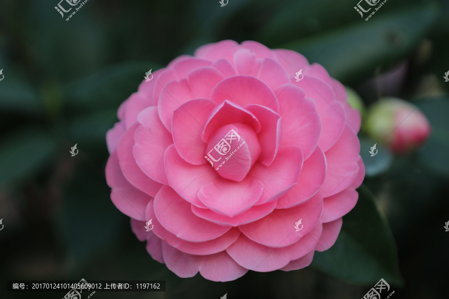 粉红茶花