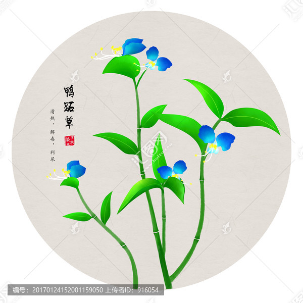手繪鴨跖草,鴨跖草