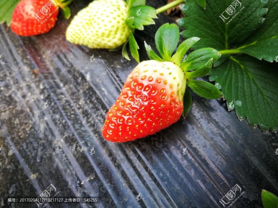 草莓,草莓园,新鲜草莓