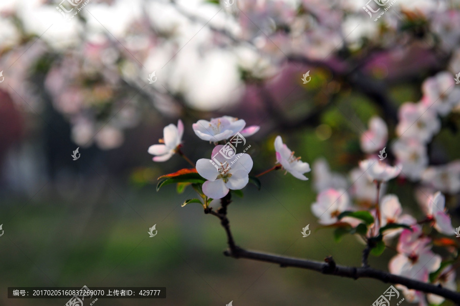 樱花