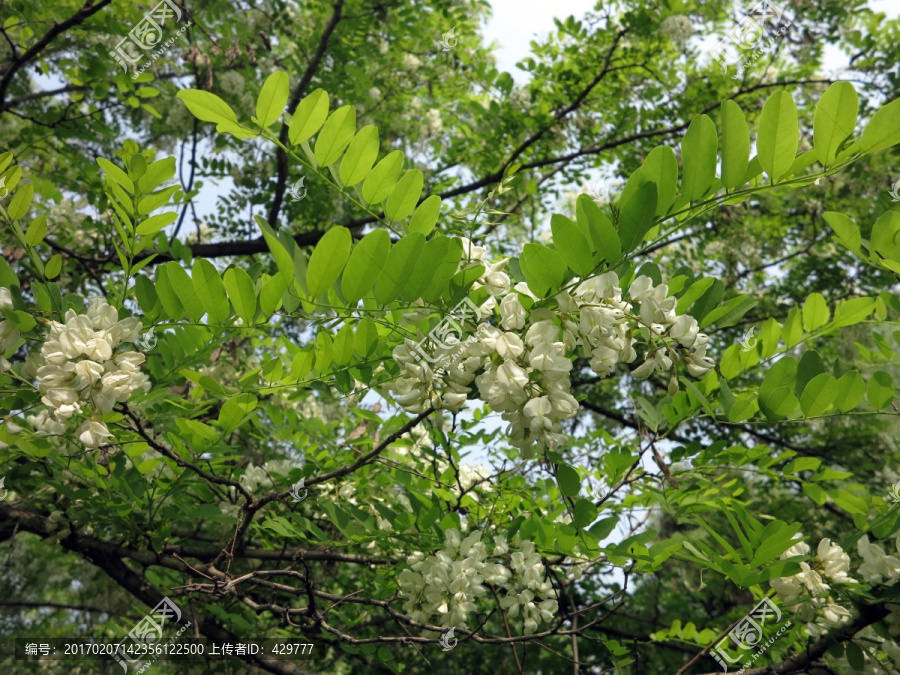 槐树花