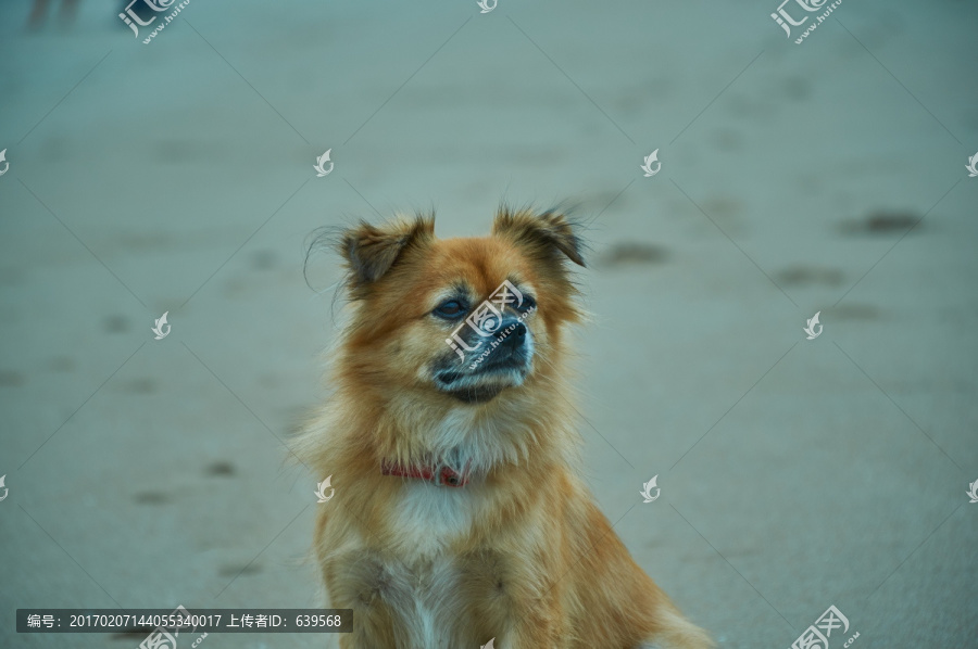 沙滩上玩耍的宠物狗