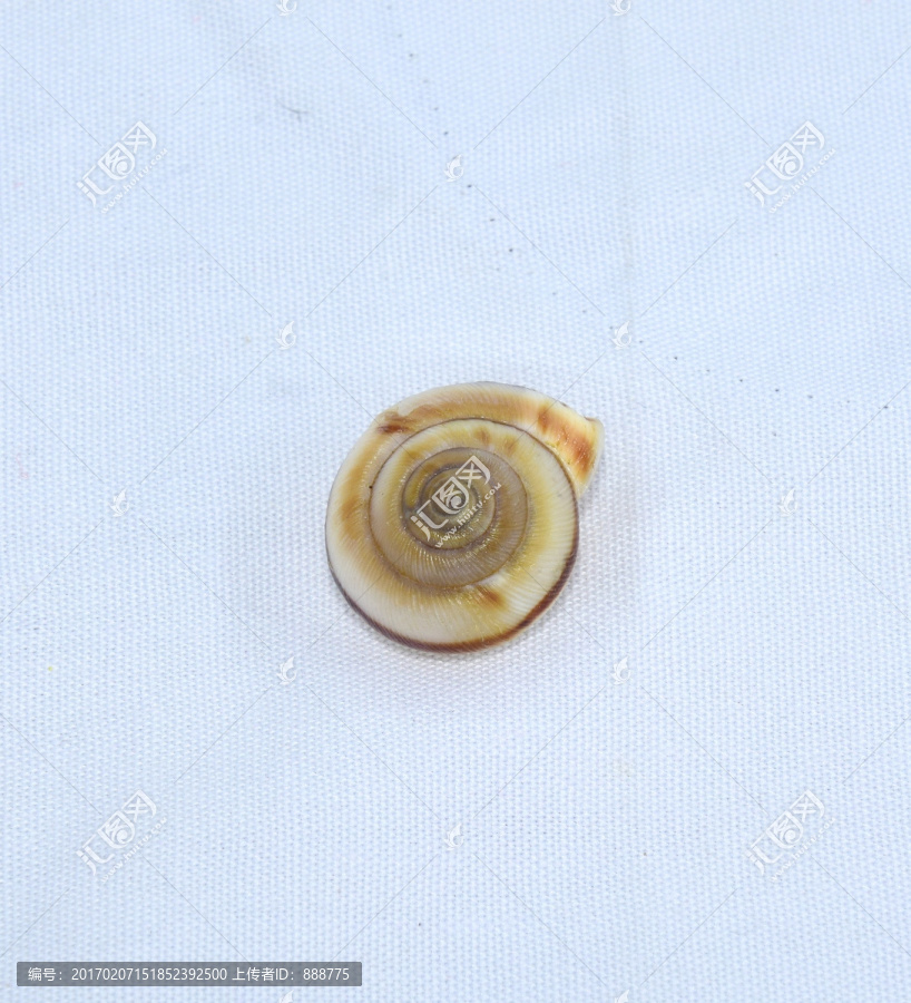 蜗牛壳上的螺旋花纹