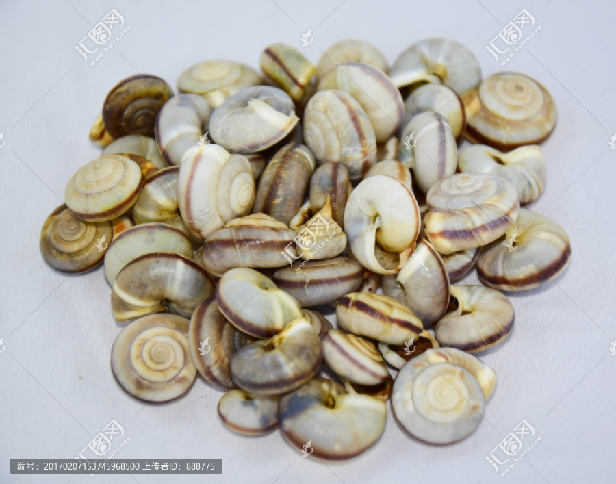 一堆蜗牛壳高清图片素材