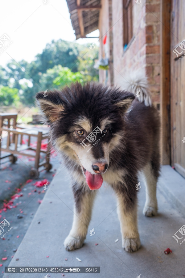 阿拉斯加边境牧羊犬