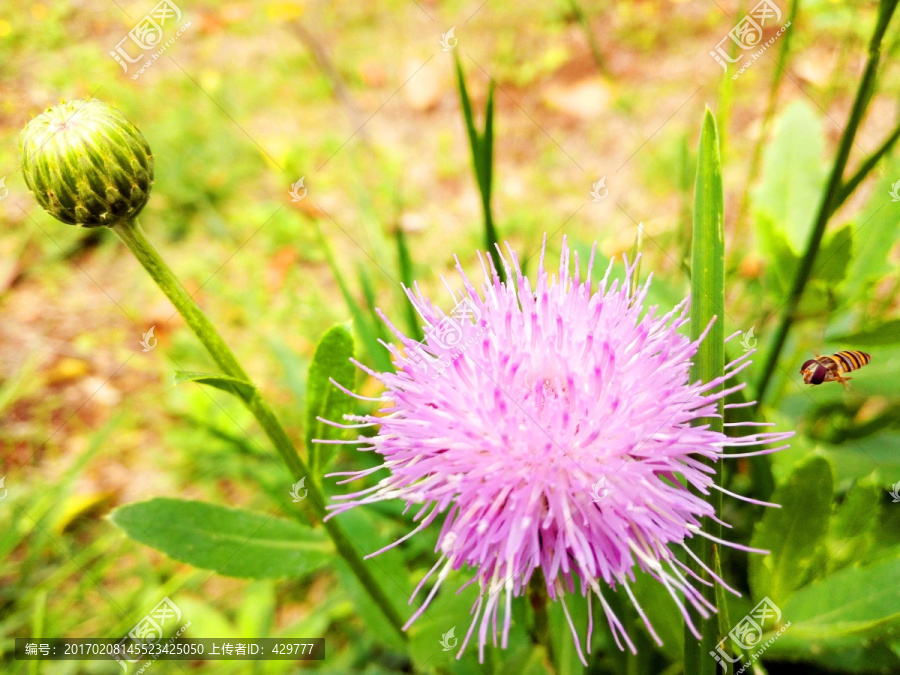 花与蜜蜂