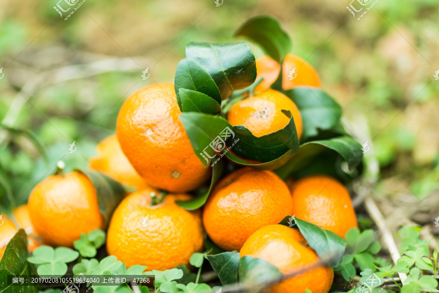 橘子,砂糖桔