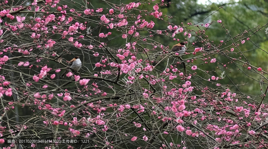 鸟梅心语