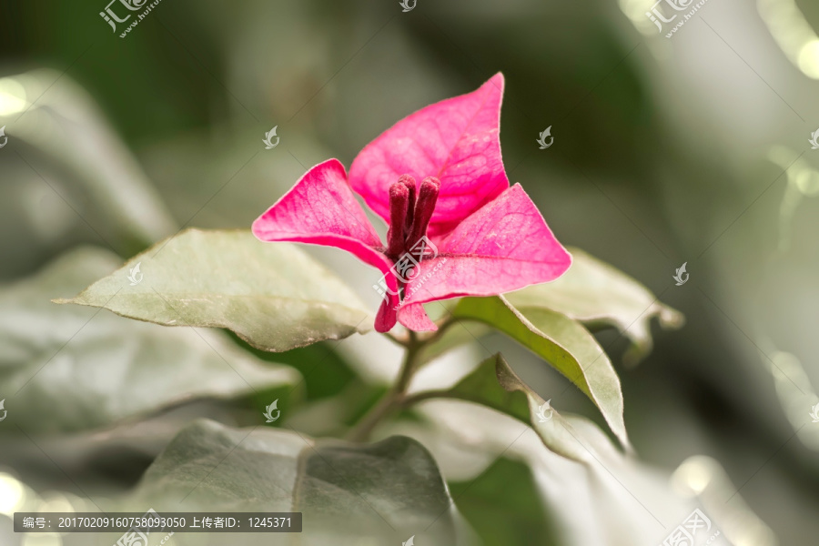 光叶子花三角梅特写