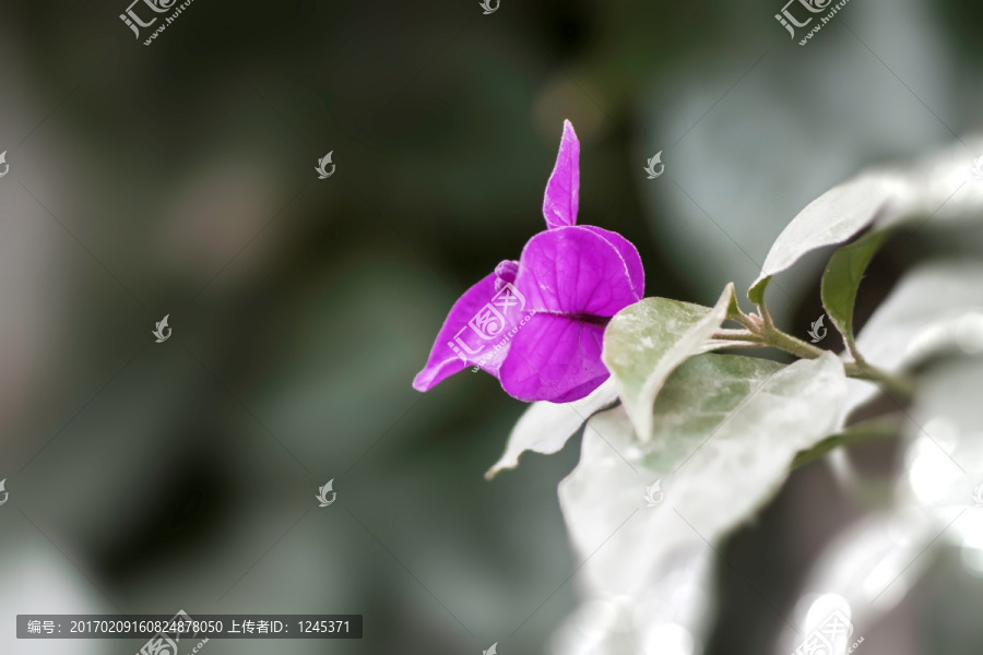 紫三角光叶子花侧面特写