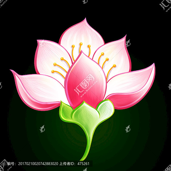 一朵荷花