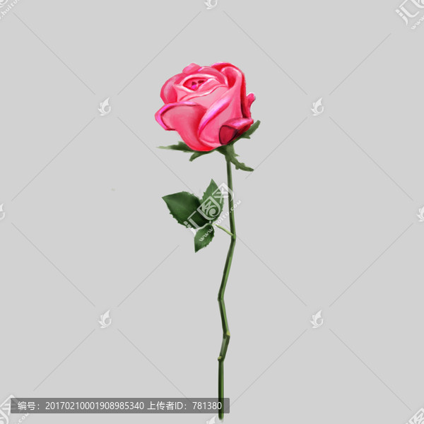 玫瑰花