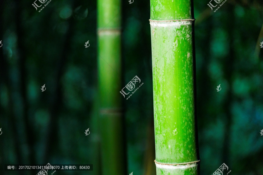 绿竹,竹节,竹子,上海,佘山竹