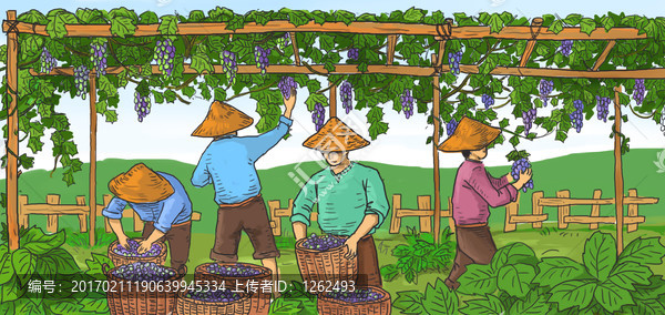 葡萄園采摘