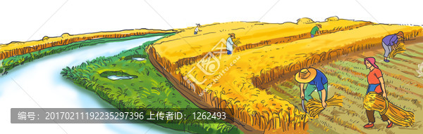 割麥