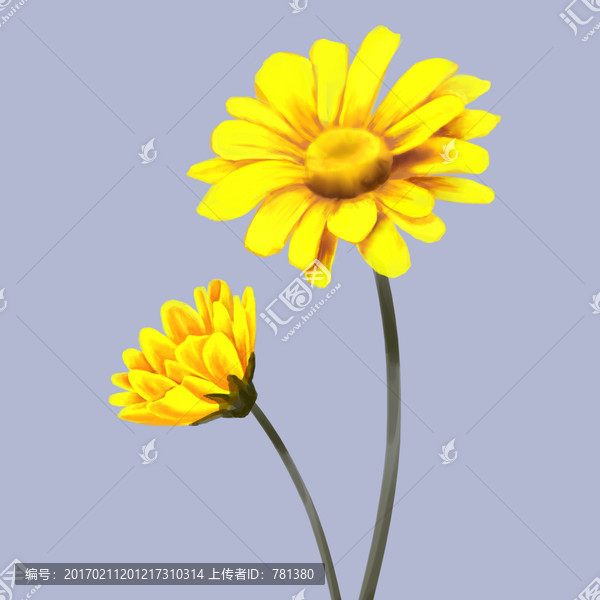 黃色菊花