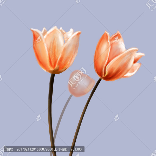 郁金香,花卉