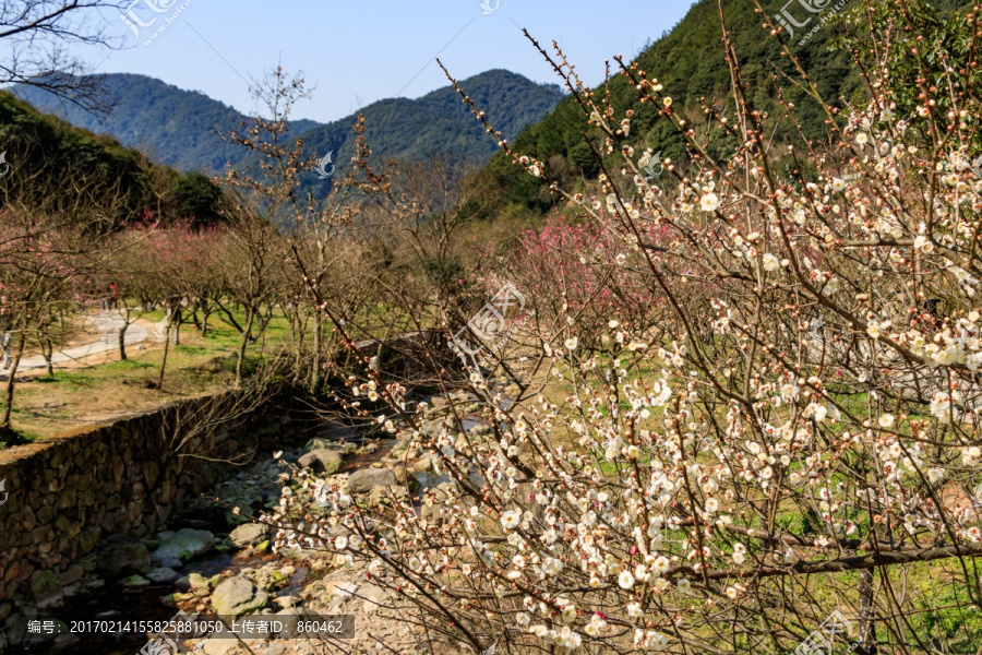 干涸小溪,梅花