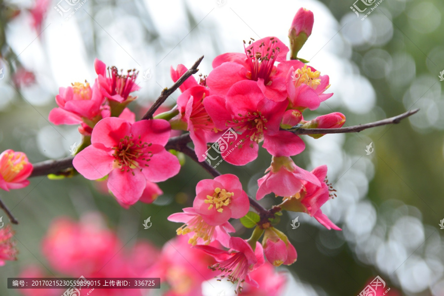 海棠花,高清素材TIF图