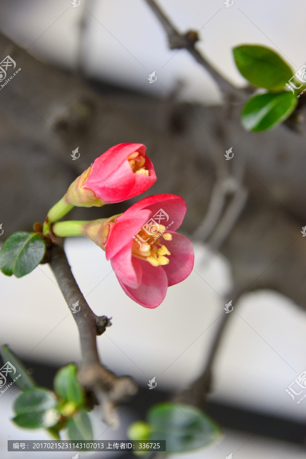 海棠花,高清素材TIF图