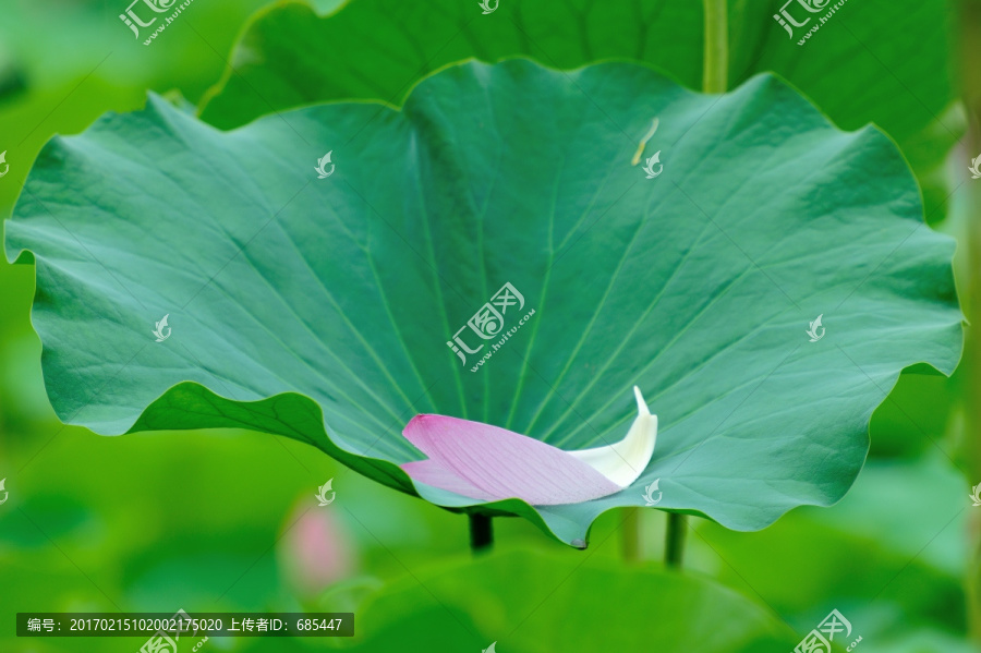 荷花,花瓣,荷叶