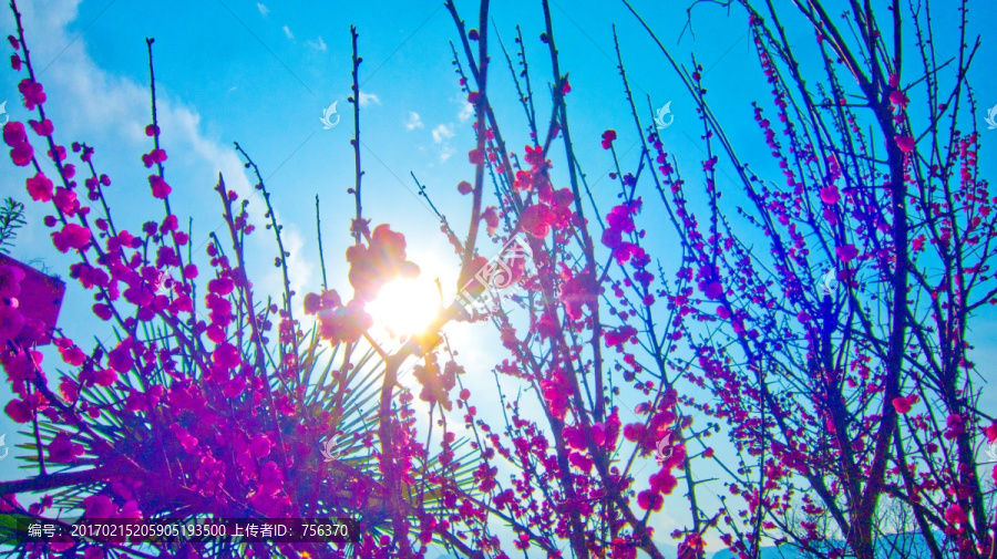 梅花