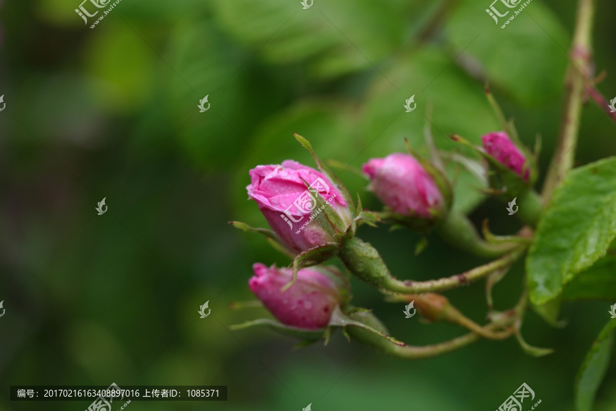 玫瑰花蕾