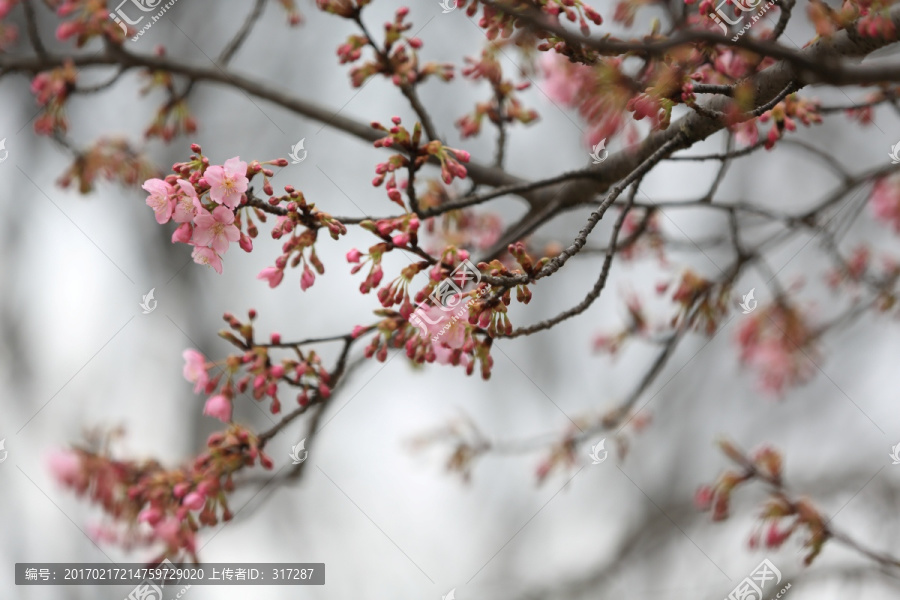 樱花