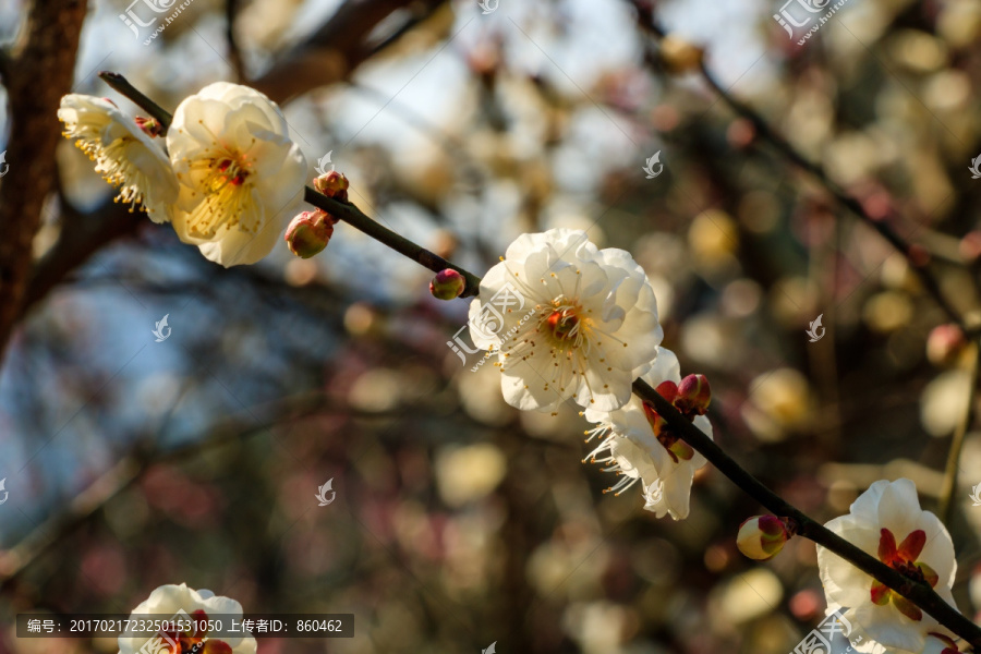 白色梅花,春天白梅绽放,梅花特