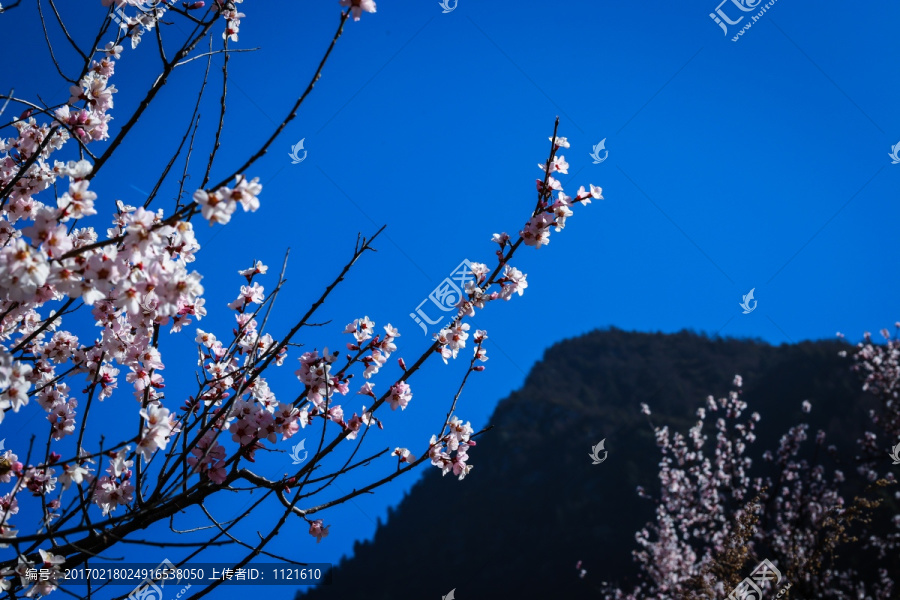 梅花枝