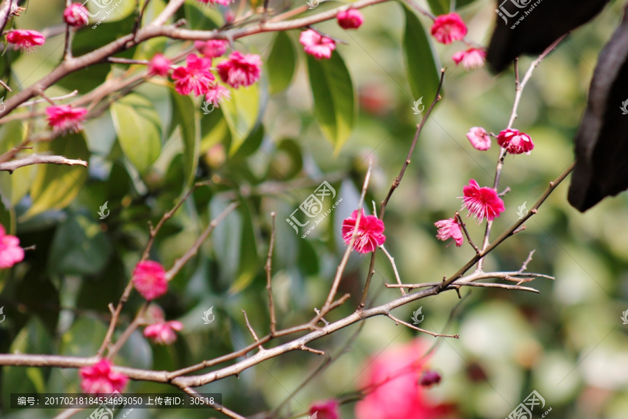 盛世花开